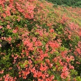 一路山花不负侬