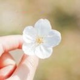 五月蔷薇