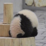 怂成一团