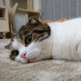阿白里白