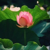 维特