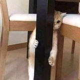 薛定谔的猫