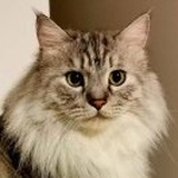 ꧁༺晶晶༻꧂
