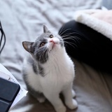 小嫦鹅🦢