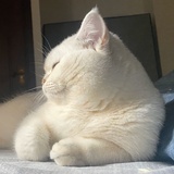 睫毛精郑基石
