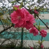 静待花开