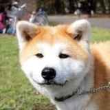 辛华桑