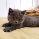 桥豆麻袋