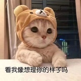 煤老板的铲屎官