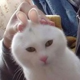 游侠小猫