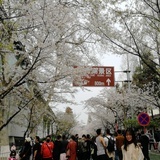 香蕉牛奶