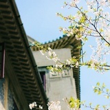 楚月影