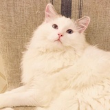王子变猫咪