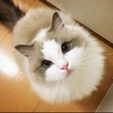喵小希