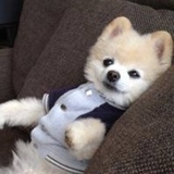 松青