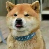 孤～狗