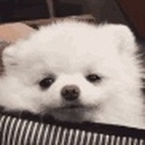 深林的麋鹿
