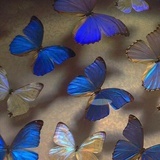 世界第一屑