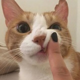 番茄仔