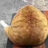月见月理