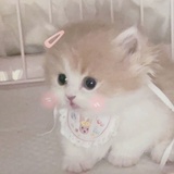小猫咪咪咪