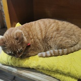 小猪猪崽子