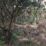 兰陵王