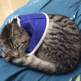 小耗子