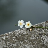 虫儿想飞
