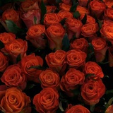 菲