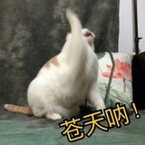 我不怕你