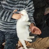 阿阿阿陶