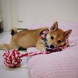 柴犬三老板