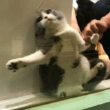 你别扒拉我