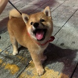 芋圆啵啵冰