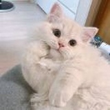 喵