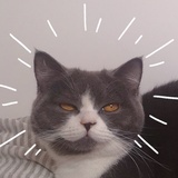 来福的猫主子