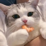 爱吃的喵星人