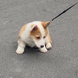 不开心小狗