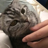猫猫真可爱