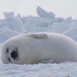 曾少年