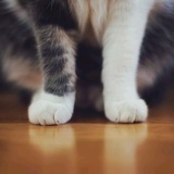 化为独影的猫
