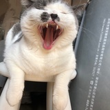 小汤y