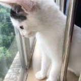 米儿仔