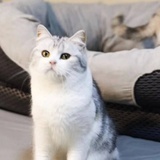 猪蹄
