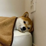 阿巴阿巴阿吧