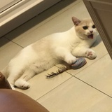 马猴烧酒