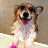 温婉