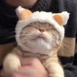 Neeko