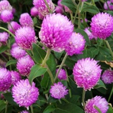 cunzai